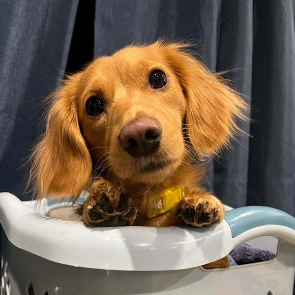 LIVE Show Listing~ Like this flyer to be notified when I go live - Picture 13 of 13